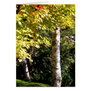Birch Tree