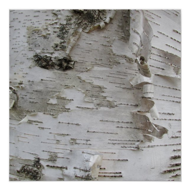 Birch Tree Bark Peeled Old Photo Art Poster (Front)