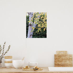 Birch Tree Face Nature Poster