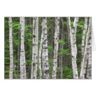 Birch Tree Forest, Maine