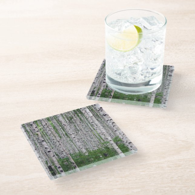 Birch Tree Forest Nature Glass Coaster (Angled)