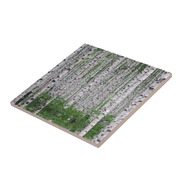 Birch Tree Forest Nature Tile (Side)