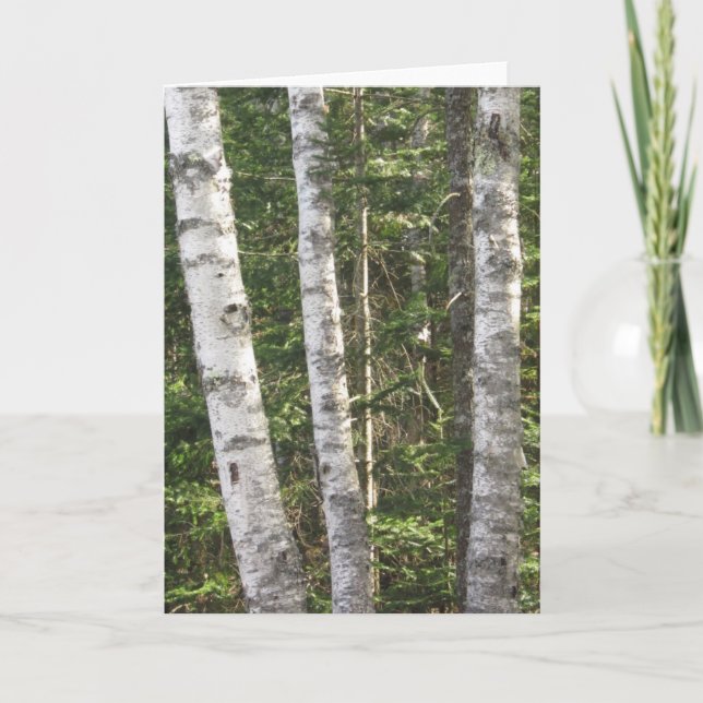 Birch Tree Greeting Card (Front)