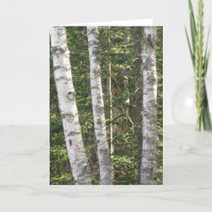 Birch Tree Greeting Card