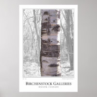 Birch Tree
