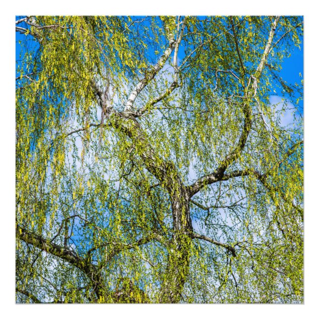 Birch tree - Spring is in the air Photo Print (Front)
