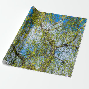 Birch tree - Spring is in the air Wrapping Paper