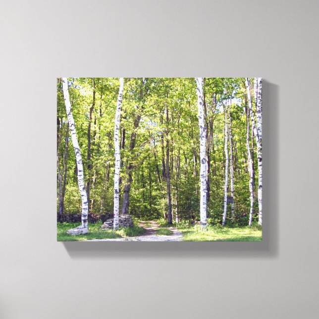 Birch Tree Woods Wrapped Canvas (Front)