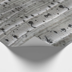 Birch trees, black & white wrapping paper