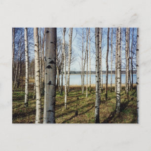 Birch trees forest in Finland Postcard