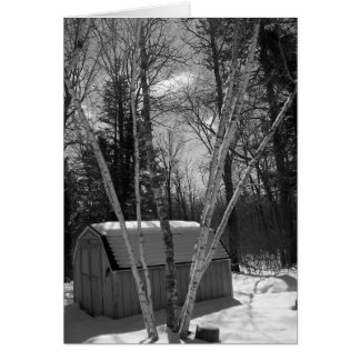 Birch Trees in B&W in snow