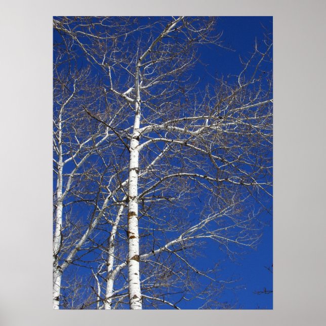 Birch Trees in Blue Poster (Front)