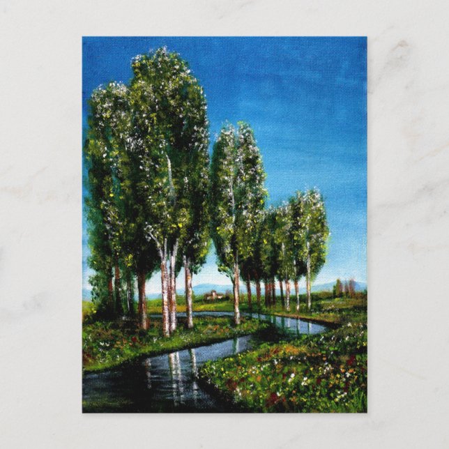 BIRCH TREES IN TUSCANY POSTCARD (Front)