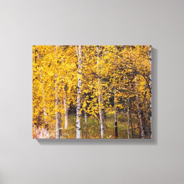 Birch Trees Near Denali Alaska, Fall, Canvas (Front)