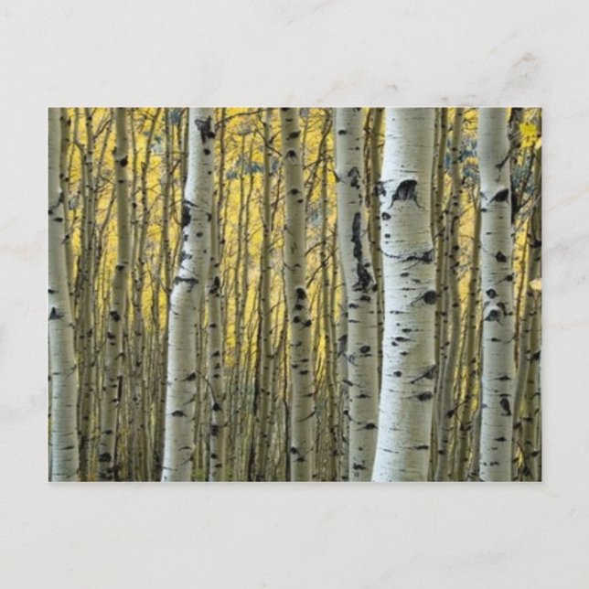 birch trees postcard (Front)