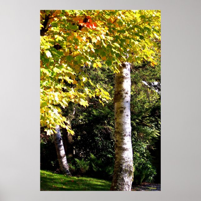 Birch Trees Poster (Front)