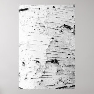 Birch trunk poster