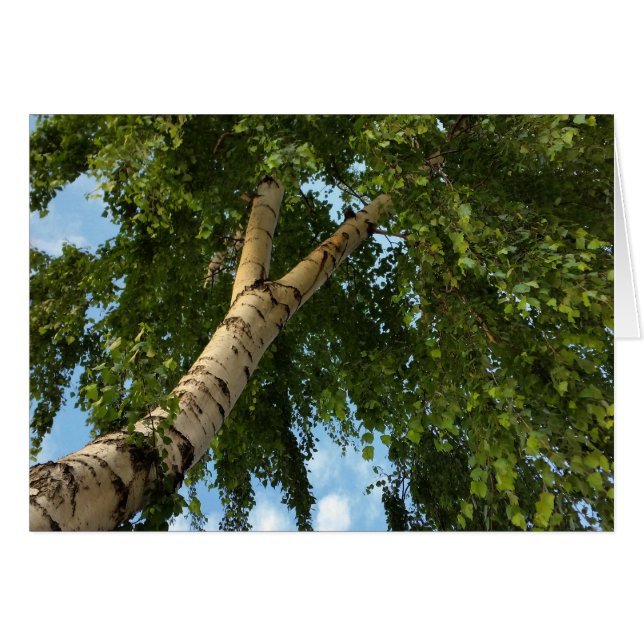 birch umbrella (Front Horizontal)