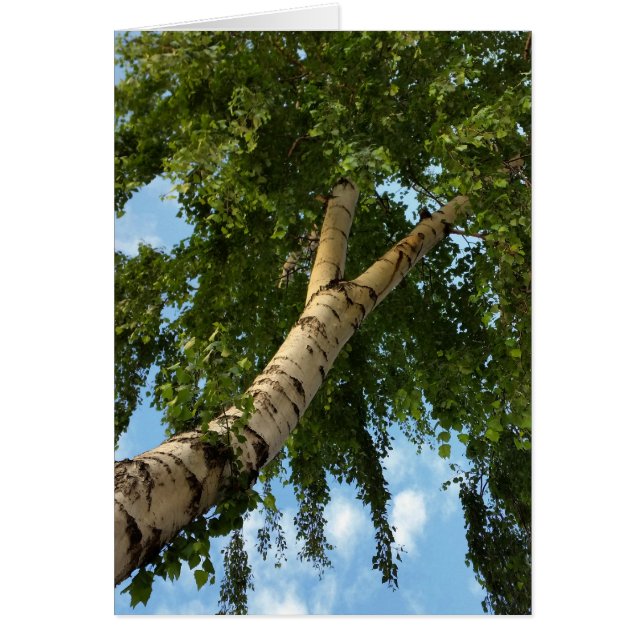 birch umbrella (Front)