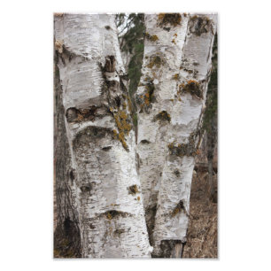 Birches Photo Print