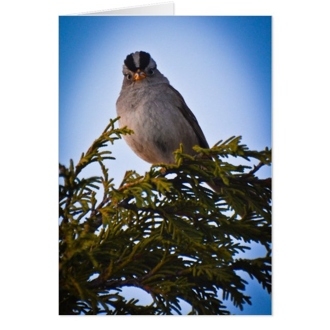 Bird (Front)