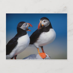 bird a pair of puffins postcard