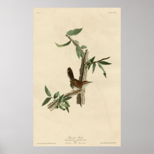 Bird, America, Bewick Wren, Audubon, Vintage Poster