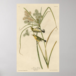 Bird, America, Prairie Warbler, Audubon, Vintage Poster