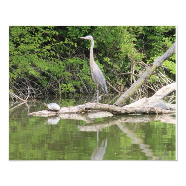 bird and turtle photo print (Front)