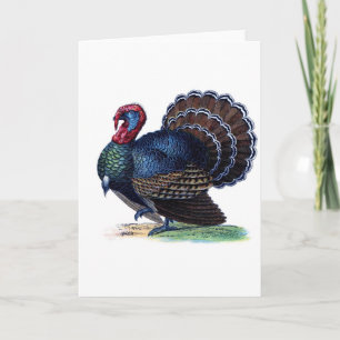 Bird Animal Holiday Feathers Turkey Vintage Card