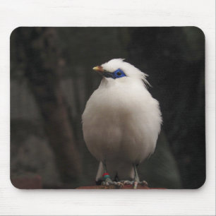 bird, animal, nature mouse pad