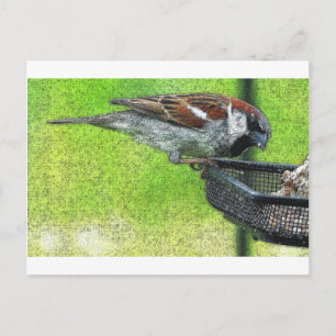 Bird at Feeder Postcard