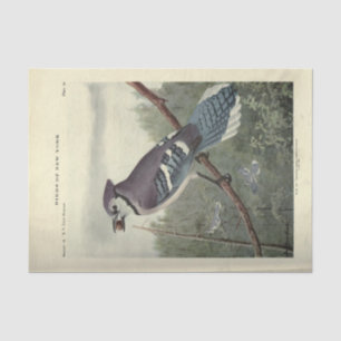 Bird Blue Jay Ephemera Decoupage Vintage Tissue Paper