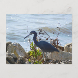 Bird By the Bay Little Blue Heron Safety Harbour Postcard