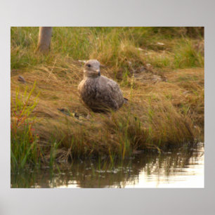 Bird by the water poster