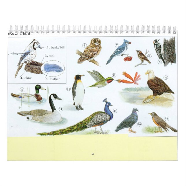 Bird Calender 1 Calendar (Cover)