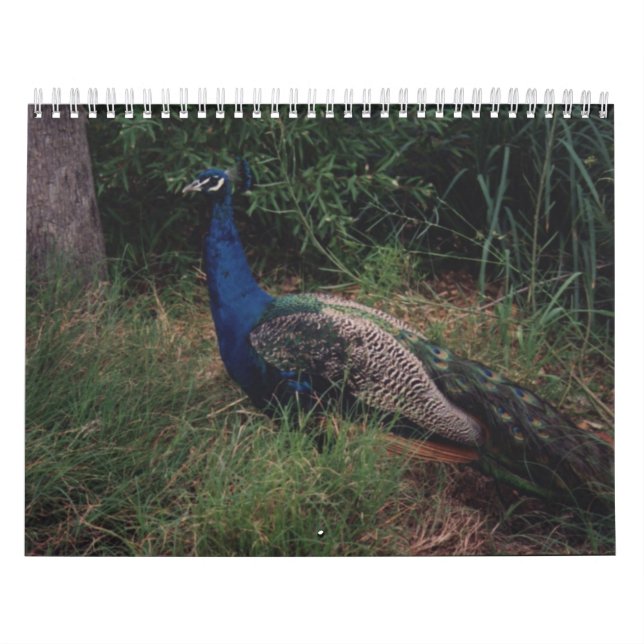 Bird Calender 5 Calendar (Cover)