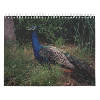 Bird Calender 5 Calendar