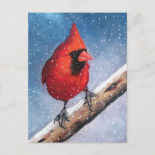 BIRD: CARDINAL: SNOW: OIL PASTEL ART POSTCARD