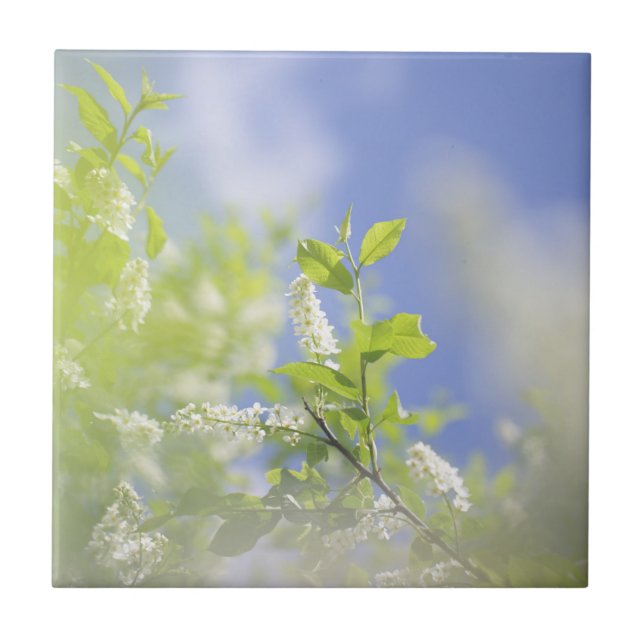 Bird Cherry Tree Blossoms Flowers Sky Tile (Front)