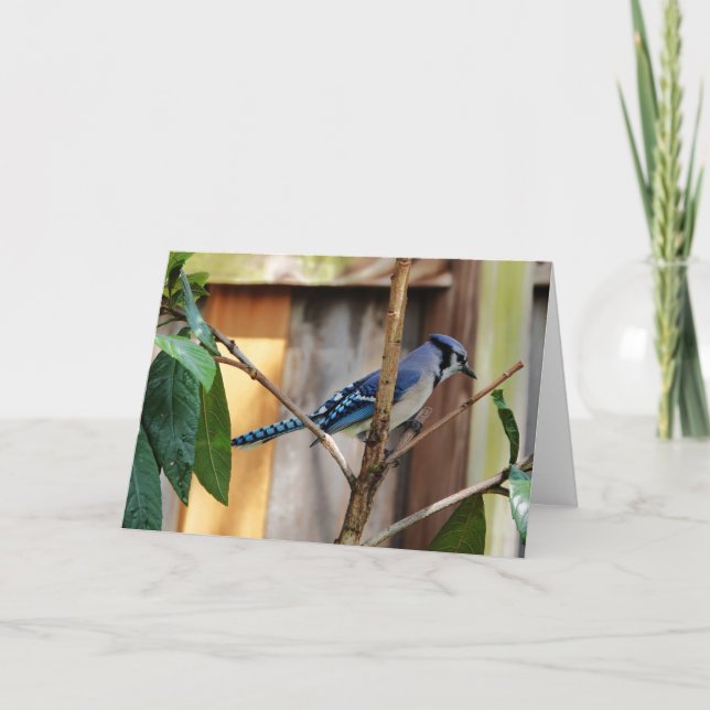 Bird Collection: Blue Jay (blank notes)  Card (Front)