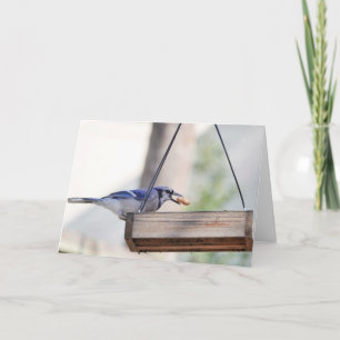 Bird Collection: Blue Jay (blank notes) Card