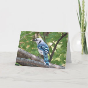 Bird Collection: Blue Jay (blank notes) Card