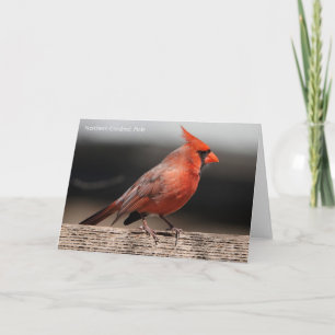 Bird Collection: Northern Cardinal (blank notes) Card