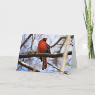 Bird Collection: Northern Cardinal (blank notes) Card