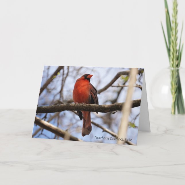 Bird Collection: Northern Cardinal (blank notes) Card (Front)