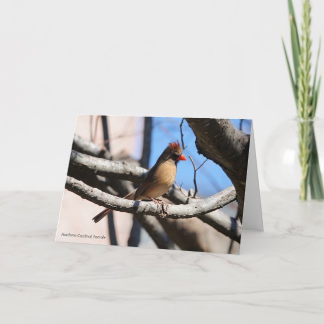 Bird Collection: Northern Cardinal (blank notes) Card (Front)