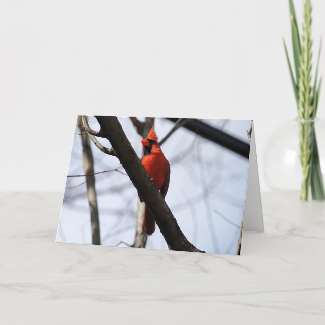 Bird Collection: Northern Cardinal (blank notes) Card (Front)