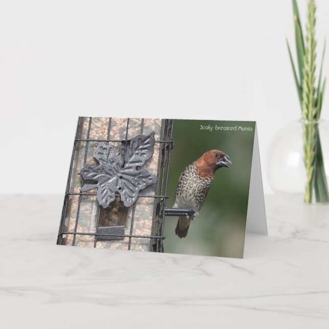 Bird Collection: Spice Finch (blank notes) Card (Front)