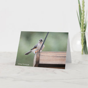 Bird Collection: Tufted Titmouse (blank notes) Card